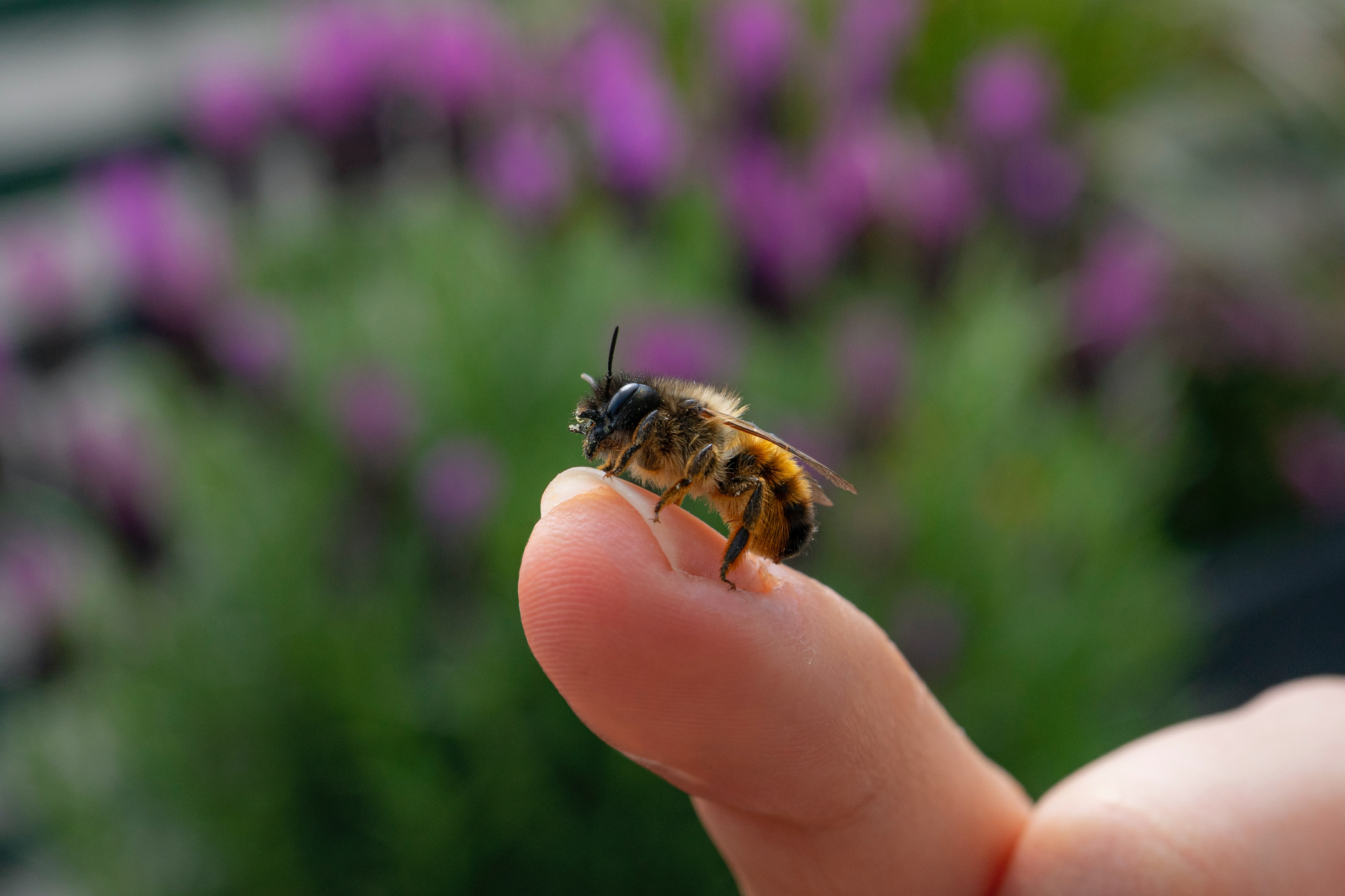 пчела 