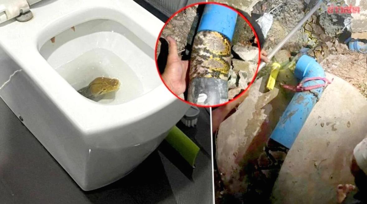 В туалете у туриста началась паника: после слива унитаза из него вылезла гигантская рептилия